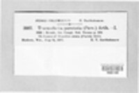 Tranzschelia discolor image